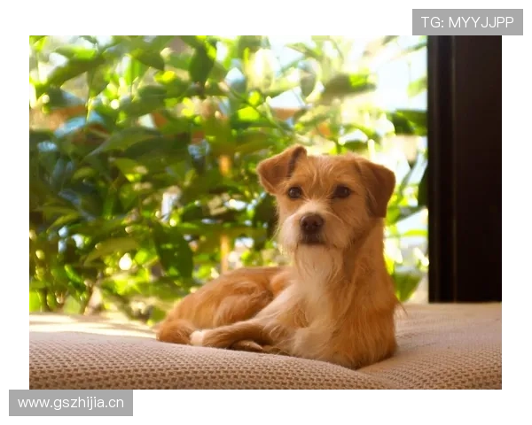 拉皮诺家的狗吃的比我家孩子还讲究